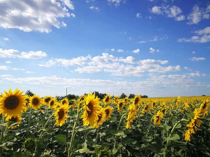 From Belgrade: Novi Sad & Fruska gora & winery and monastery - Should you book it?