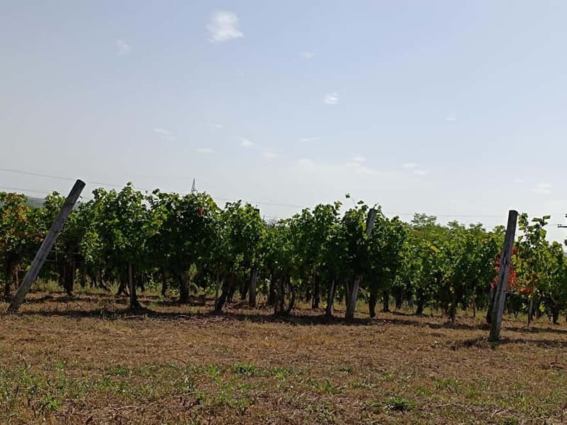 From Belgrade: Oplenac mausoleum Royal tour with winery - Who will enjoy this Oplenac day trip?
