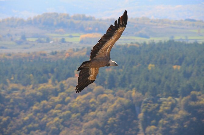 Full Day Trip from Belgrade: Uvac Nature Reserve Tour - The 6:00 a.m. pickup and four-hour drive