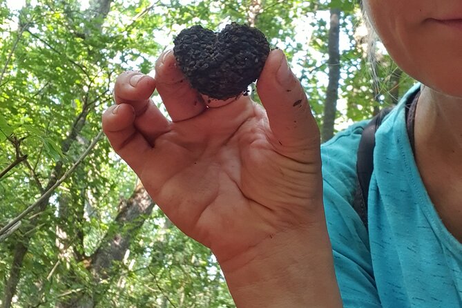 Private Guided Truffle Hunting Tour in Serbia with Lunch - What you learn about Serbian truffles